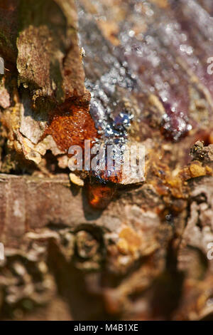 Kiefern, Pinus sylvestris, Rinde, Detail Stockfoto