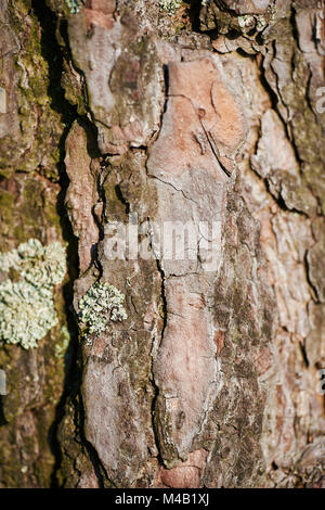 Kiefern, Pinus sylvestris, Rinde, Detail Stockfoto