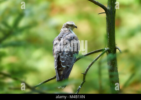 Wespenbussard, Pernis apivorus, Zweig, Holz, seitlich, sitzen Stockfoto