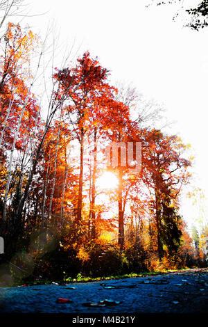 Die herbstlichen Bäume im Sonnenuntergang, Stuttgart, Baden-Württemberg, Deutschland, [M] Stockfoto