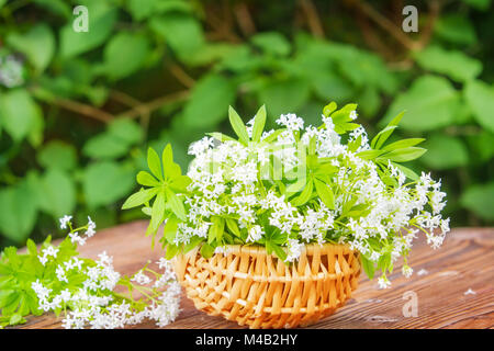 Woodruff, in einem Korb gesammelt Stockfoto