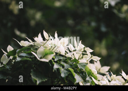 Blühende Hartriegel Baum im Juni, Stockfoto