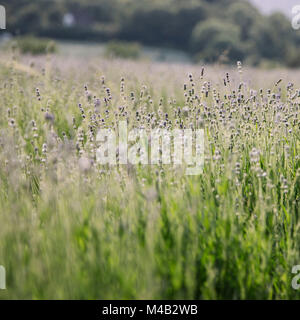 Lavendelfeld in Deutschland in Ostwestfalen, biologischem Anbau, biologischem Anbau für das Gewinnen von Lavendel Öl, Lavendel, nicht voll erblühte, im Juni, Stockfoto