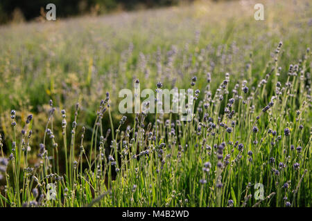 Lavendelfeld in Deutschland in Ostwestfalen, biologischem Anbau, biologischem Anbau für das Gewinnen von Lavendel Öl, Lavendel, nicht voll erblühte, im Juni, Stockfoto