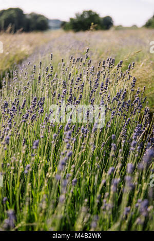 Lavendelfeld in Deutschland in Ostwestfalen, biologischem Anbau, biologischem Anbau für das Gewinnen von Lavendel Öl, Lavendel, nicht voll erblühte, im Juni, Stockfoto