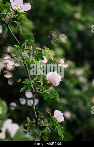 Eine blühende Hund stieg im Juni im Sommer Sonne, Stockfoto