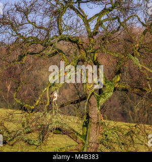 UK Wildlife: Mäusebussard (Buteo buteo) in einem wunderschönen knorrigen sonnenbeschienenen und bemoosten Baum in den frühen Morgenstunden gehockt Stockfoto