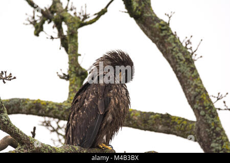 Juvenile Weißkopfseeadler (Haliaeetus leucocephalus) selbst Putzen auf einem Baum Stockfoto