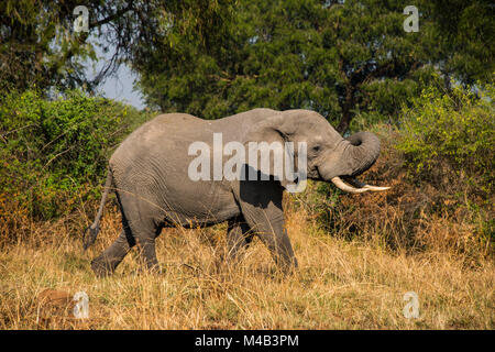 Afrikanischer Elefant (Loxodonta africana), Murchison Falls Nationalpark, Uganda, Afrika Stockfoto