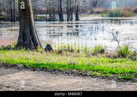 Nach einem Winter Regen in einer TX State Park. Stockfoto