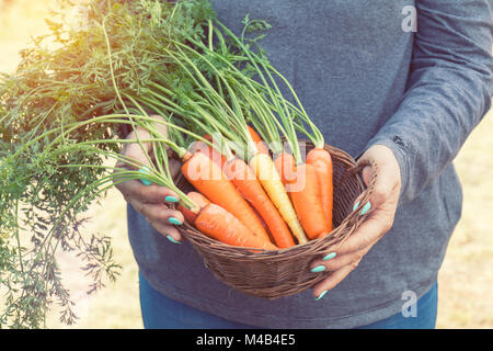 Frau mit einem Korb mit frisch gepflückten Karotten Stockfoto