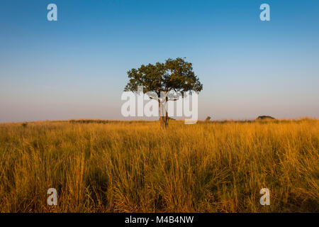 Einsamer Baum in der Savanne der Murchison Falls National Park, Uganda, Afrika Stockfoto