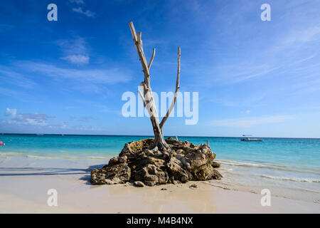 Einsamer Baum auf einem Felsen am Strand von Bavaro, Punta Cana, Dominikanische Republik Stockfoto