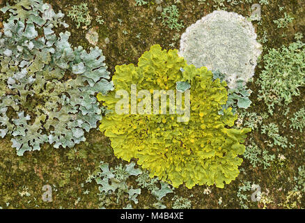 Flechten; Gelb; Küste; Xanthoria parietina Flechten; Stockfoto