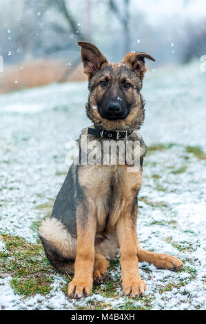 Porträt von einem Schäferhund Welpe Hund im Winter Umgebung mit Schneefall Stockfoto