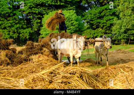 Ist ein Betriebsinhaber entladen Stroh von einer Karre mit zwei Rinder Stockfoto