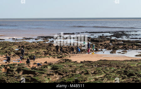 Die Menschen genießen Rock Pooling am Strand von Sidmouth, Devon, in warmen Februar Wetter. Stockfoto