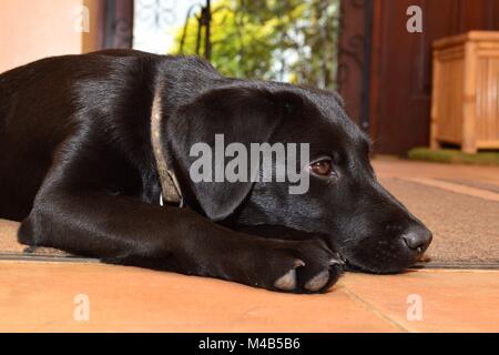 Porträt einer niedlichen schwarzen Labrador Welpe auf dem Boden liegend zu Hause Stockfoto