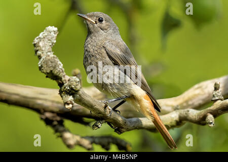 Junge common redstart Stockfoto