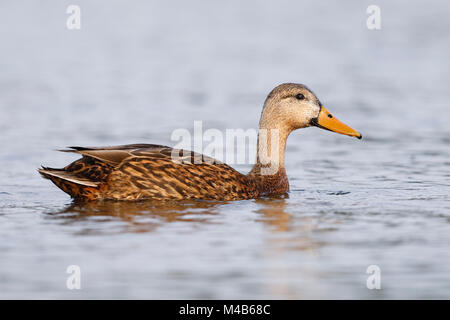 Gefleckte Enten (Anas fulvigula) Schwimmen in der Lagune - Pinellas County, Florida Stockfoto