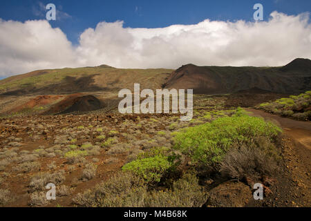 Panoramablick auf die Umgebung von Punta de la Orchilla, mit endemischen Euphorbien Pflanzen, an der Insel El Hierro (Kanarische Inseln, Spanien) Stockfoto