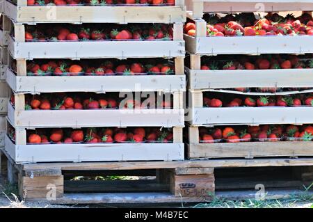 Frisch vom Feld geerntet auf der Palette Erdbeeren gestapelt Stockfoto