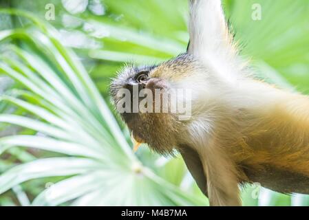 Juvenile afrikanischen Meerkatze Chlorocebus pygerythrus in Bambus Wald Stockfoto