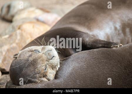 Ein paar Oriental Short-Clawed Otter kuscheln Stockfoto