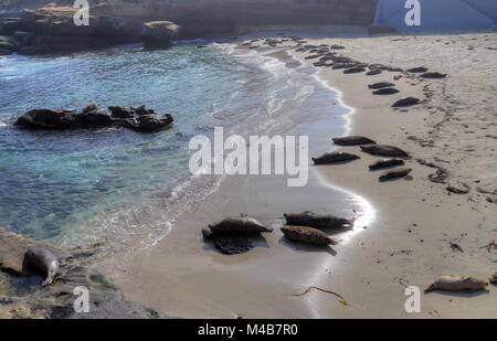 Seelöwen schwimmen, waten und in der Sonne liegend in La Jolla, Kalifornien (in der Nähe von San Diego). Stockfoto