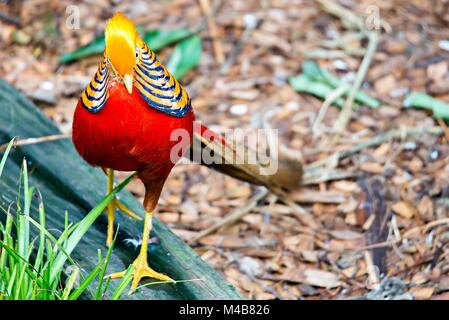 Golden Pheasant chinesischer Fasan Chrysolophus Pictus Stockfoto