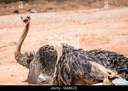Struthio camelus Der Strauß ist der größte Vogel Arten Stockfoto