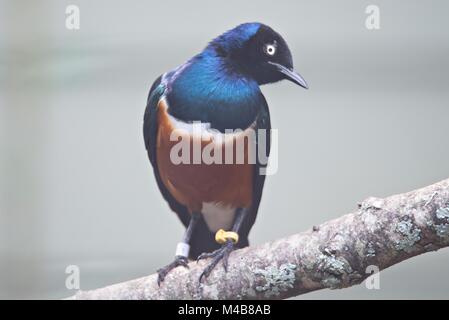 Golden-breasted Starling cosmopsarus Regius thront auf einem Baum Stockfoto