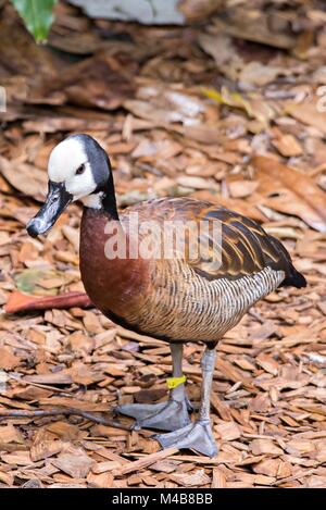 Weißen konfrontiert Pfeifen-Ente Dendrocygna viduata Stockfoto