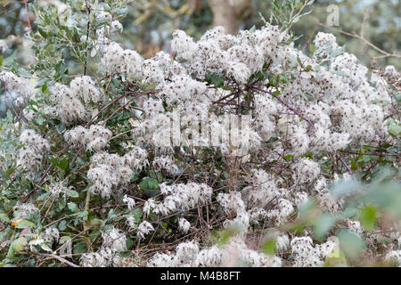 Weiß, fuzzy seedheads der BRITISCHEN einheimische Kletterer, Clematis vitalba, winter Interesse in einem Waldgebiet hinzufügen Stockfoto