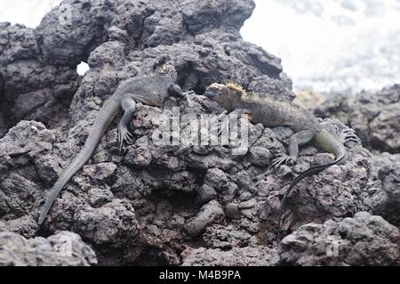 Meeresleguane auf Lavagestein Las Tintoreras Galapagos Inseln Ecuador Stockfoto