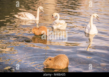 Vögel und Tiere auf der Moldau in Prag Stockfoto