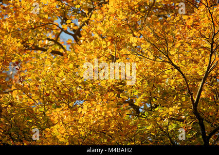 Buchen im Herbst Stockfoto