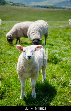 Lamm weiden auf den South Downs Hill im ländlichen Sussex, Südengland, Großbritannien Stockfoto