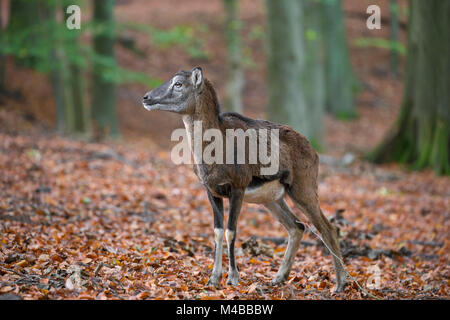 Europäischer Mufflon (Ovis gmelini musimon/Ovis ammon/Ovis orientalis Musimon) Ewe im Herbst Wald Stockfoto