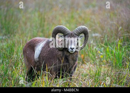 Europäischer Mufflon (Ovis gmelini musimon/Ovis ammon/Ovis orientalis Musimon) Ram mit großen Hörnern im Grünland im Herbst Stockfoto