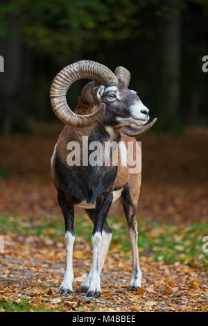 Europäischer Mufflon (Ovis gmelini musimon/Ovis ammon/Ovis orientalis Musimon) Ram mit großen Hörnern in Wald im Herbst Stockfoto