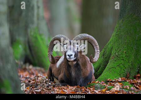 Europäischer Mufflon (Ovis gmelini musimon/Ovis ammon/Ovis orientalis Musimon) Ram mit großen Hörnern in Wald im Herbst ausruhen Stockfoto