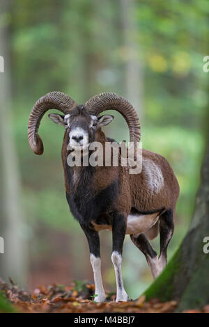 Europäischer Mufflon (Ovis gmelini musimon/Ovis ammon/Ovis orientalis Musimon) Ram mit großen Hörnern in Wald im Herbst Stockfoto