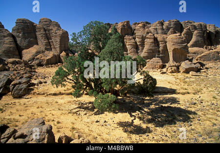 Algerien. In der Nähe von Djanet. Nationalpark Tassili n'Ajjer. Tassili Plateau. Cypress Tree. Mehr als 2000 Jahre alt. Stockfoto