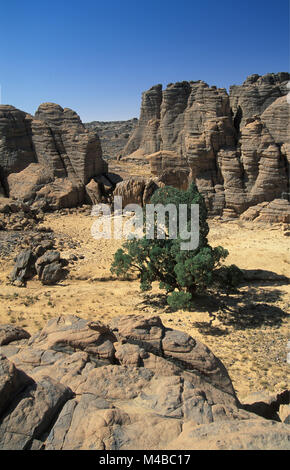 Algerien. In der Nähe von Djanet. Nationalpark Tassili n'Ajjer. Tassili Plateau. Cypress Tree. Mehr als 2000 Jahre alt. Stockfoto