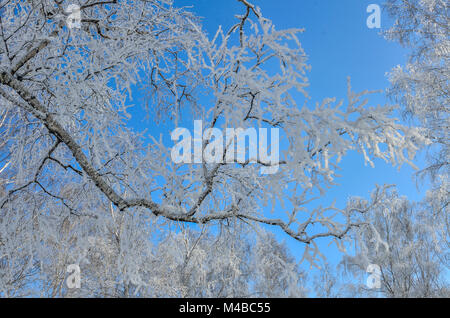 Birke Zweig mit Raureif auf blauen Winterhimmel. Gefrorene Zweig auf und blauer Himmel. Die winterliche Landschaft mit schneebedeckten Ast am sonnigen Wea Stockfoto