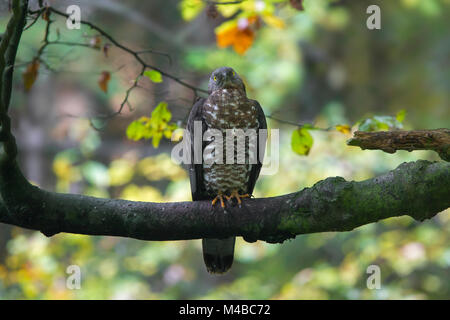 Europäische Wespenbussard (Pernis apivorus) männlich in Baum im Wald thront Stockfoto