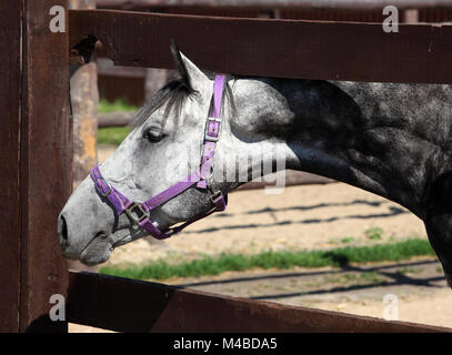 Thoroughbred dapple graues Pferd gegen Holzzaun Hintergrund Corral Stockfoto