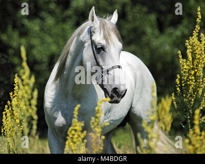 Andalusisches Pferd, White Horse, Porträt, Spanien, Europa Stockfoto