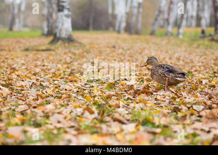 Fat Duck Spaziergänge entlang Laub im Herbst im Park Stockfoto